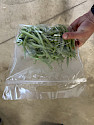 Organic Green Beans (1 lb.)